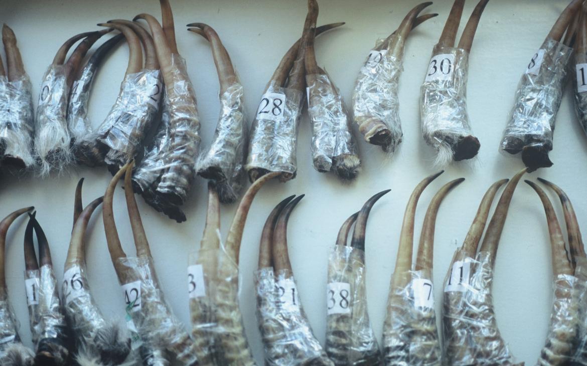 Cornes d'antilope saïga braconnées. Les cornes sont introduites en Chine où elles sont utilisées dans la médecine traditionnelle chinoise. Les braconniers ont été capturés par l'équipe anti-braconnage du WWF.