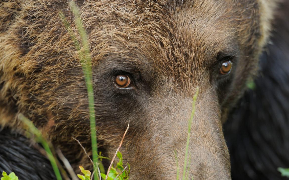 Visage d'un Ours brun face caméra en Finlande