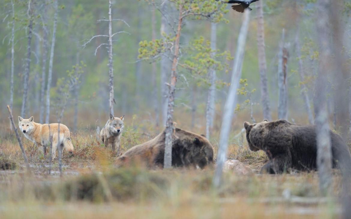 Loups (Canis lupus) et ours (Ursus arctos) eurasiens, Kuhmo (Finlande)