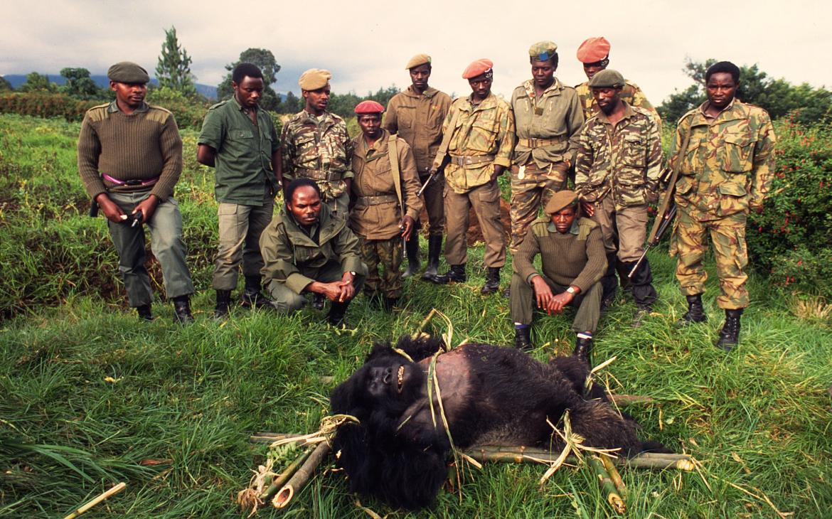 Un gorille de montagne tué par une guerilla et transporté par l'armée Rwandaise
