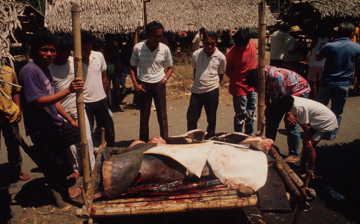 Corps d'un Dugong mort, Île Negros (Philippines)