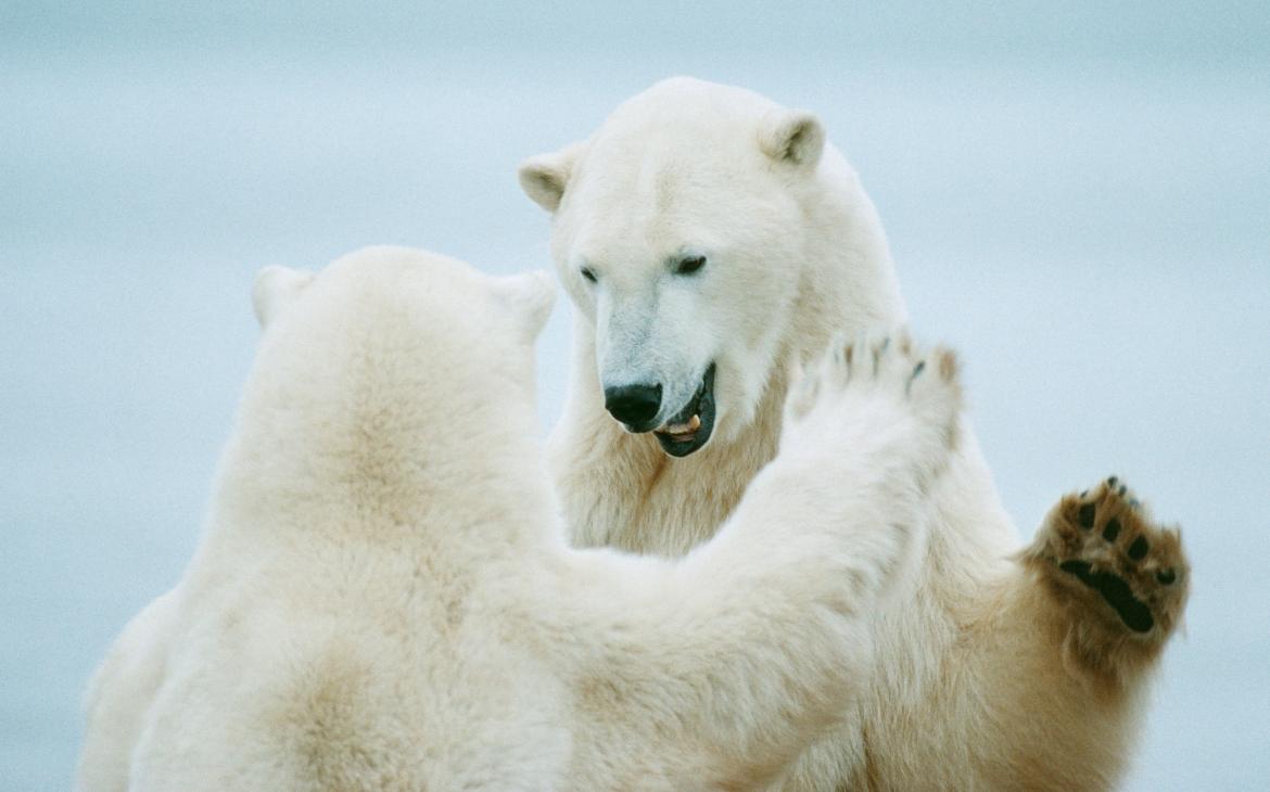 Deux ours polaires en train de jouer pour se battre