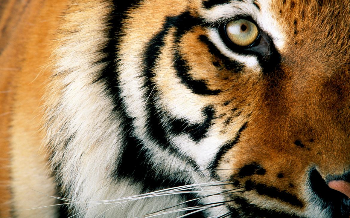 Moitié de profil d'un tigre