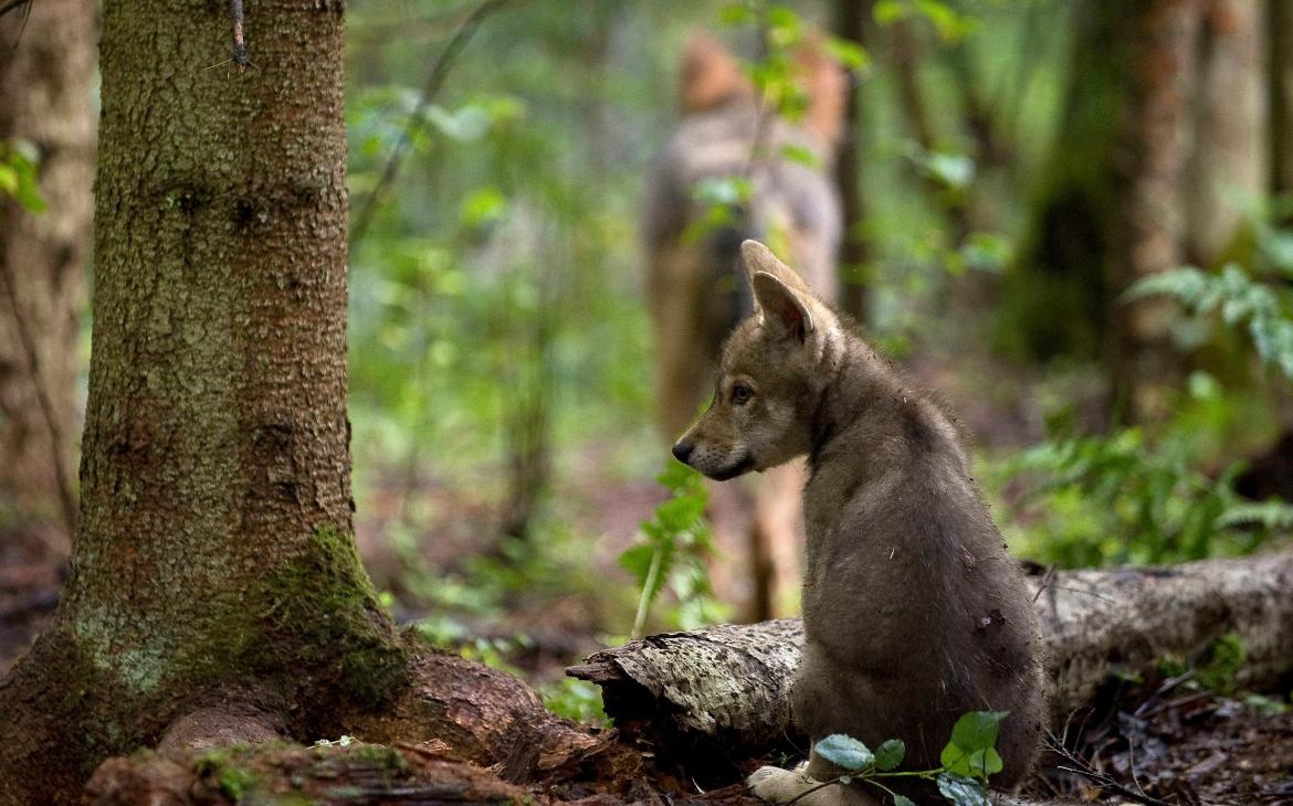 Petit loup assis dans la forêt en Russie