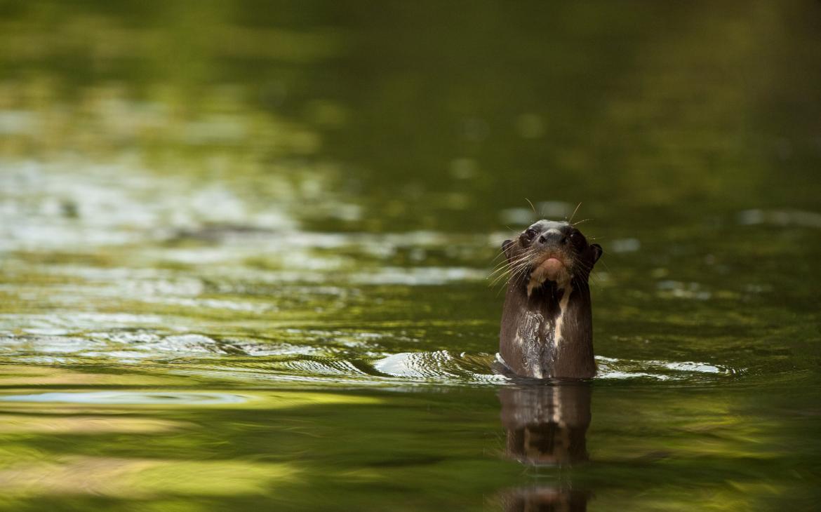 Loutre géante dans la rivière Rewa en Guyane