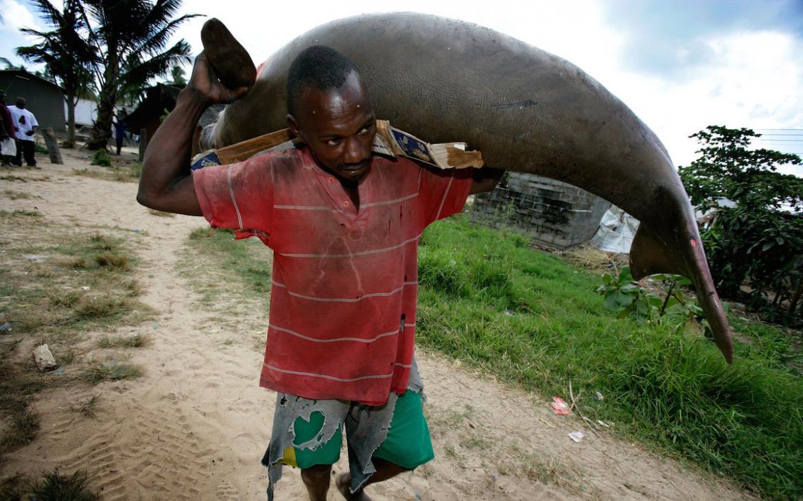 Un homme porte un dugong noyé dans un filet de pêche au département des pêches du district de Mafia (Tanzanie)