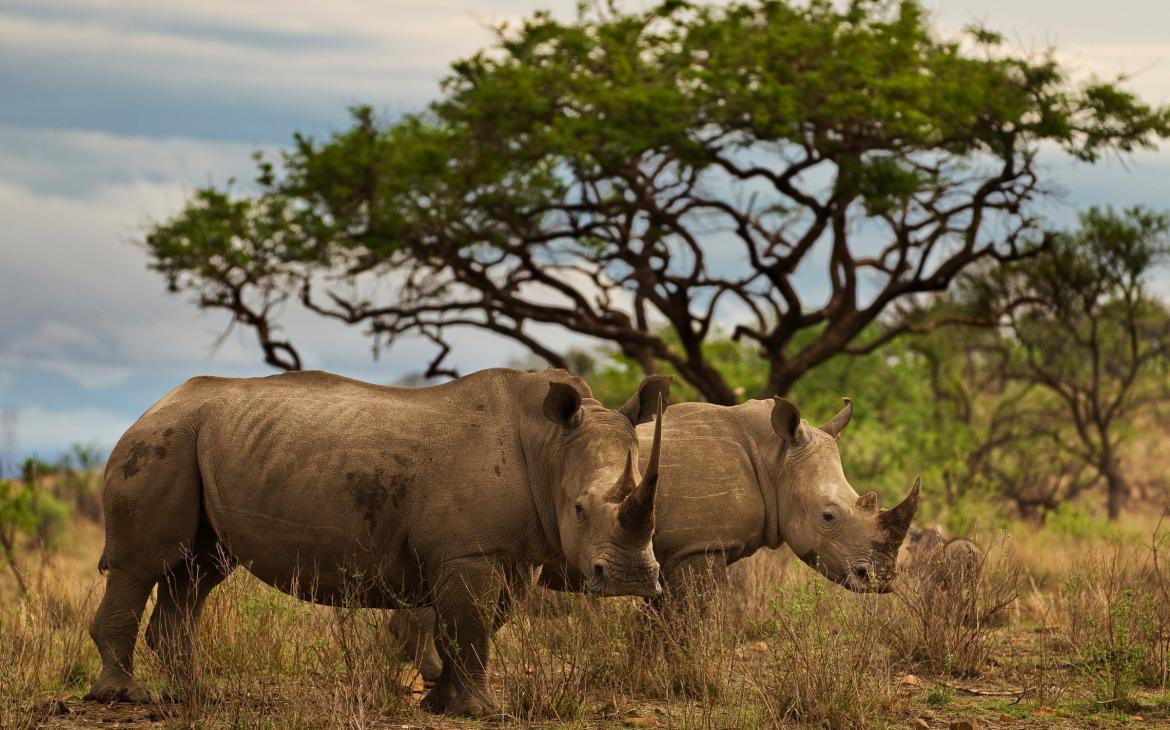 Couple de rhinocéros noirs dans la reserve de Tugela (Afrique du Sud)
