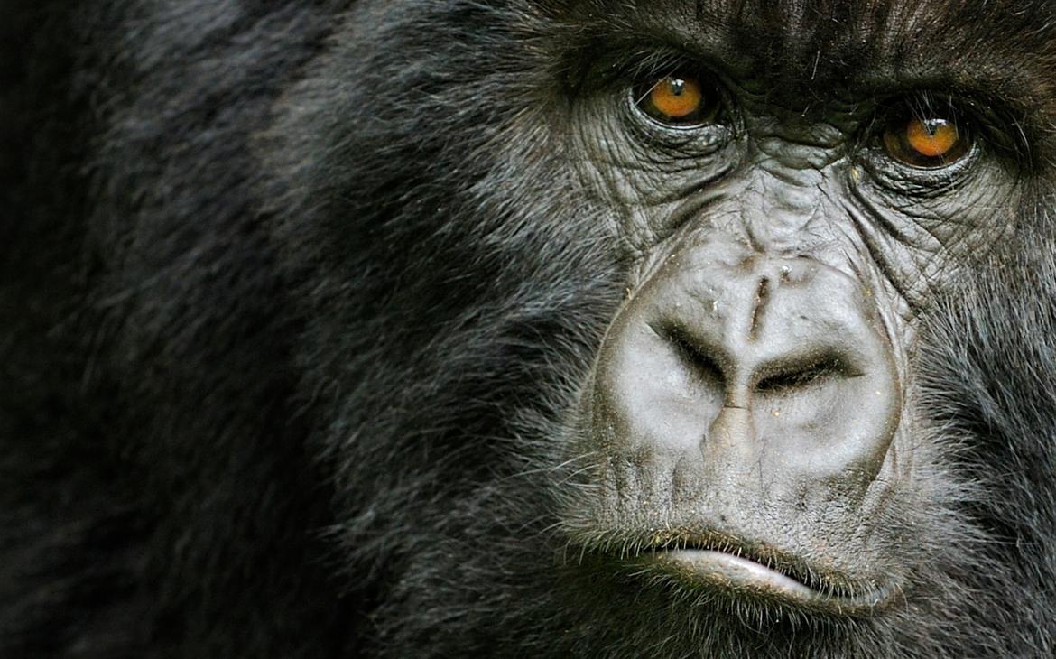 Portrait d'une femelle gorille des montagnes (Gorilla beringei beringei), montagnes des Virunga (Rwanda)