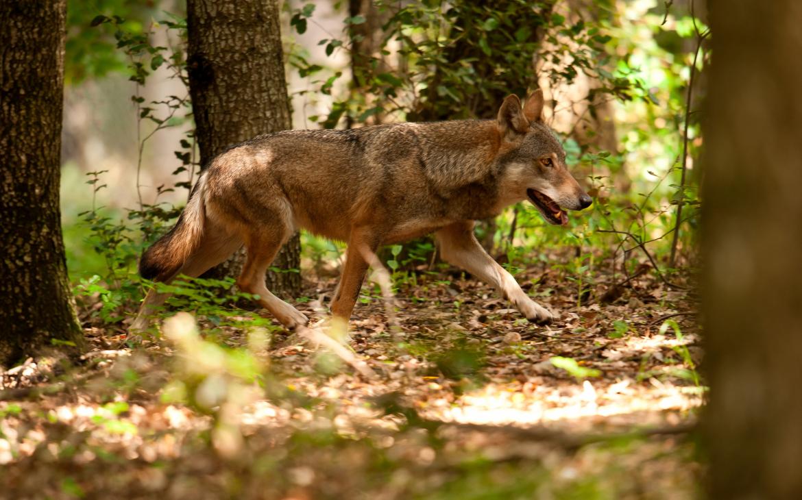 Loup se baladant dans une forêt en Italie