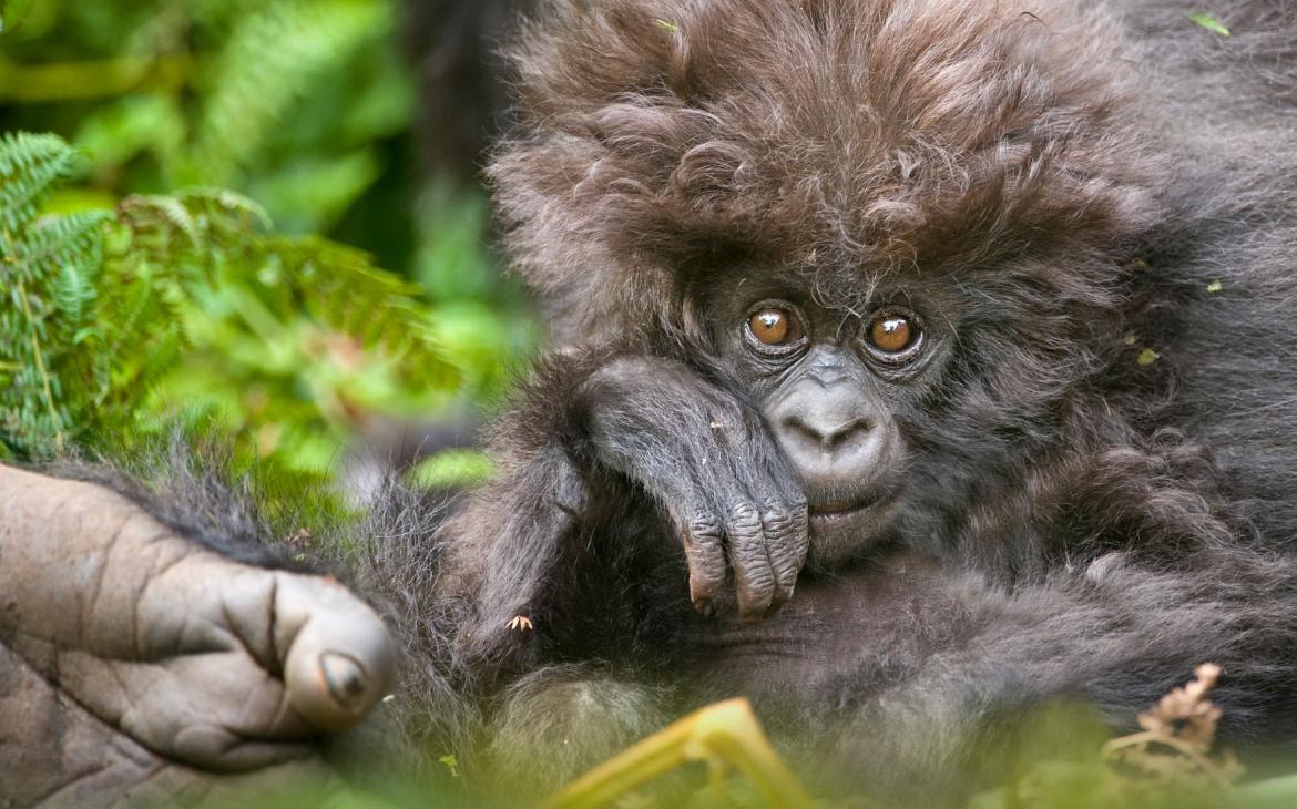 Portrait d'un petit gorille de montagne (Rwanda)