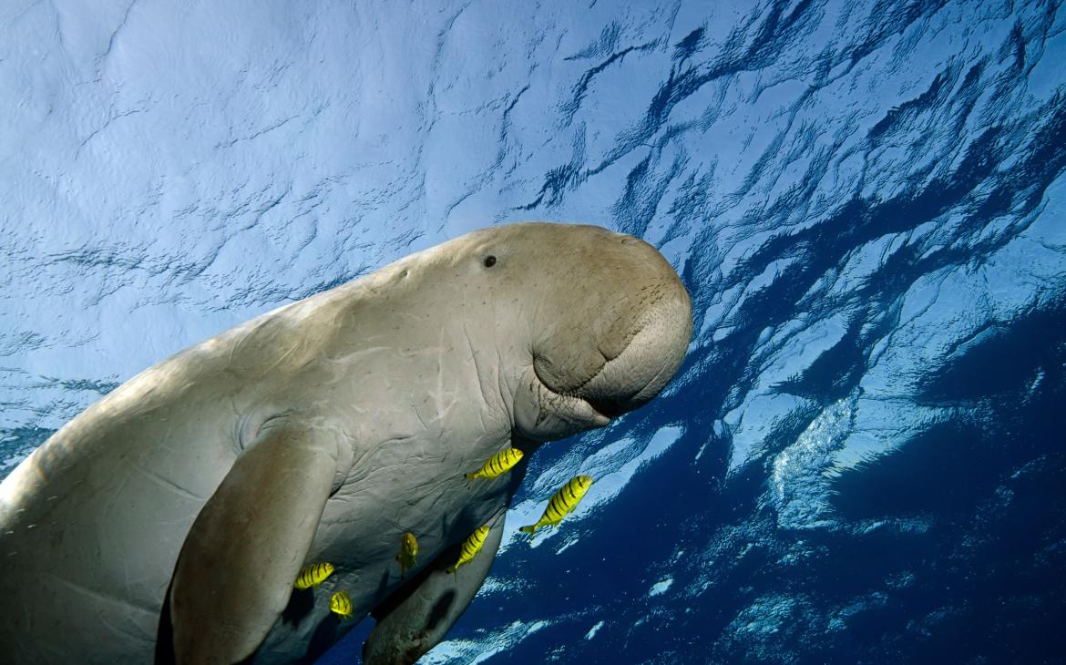 Dugong nageant dans la mer