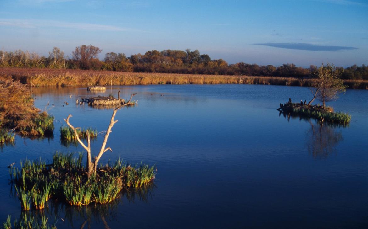 Marais du Parc naturel régional de Camargue