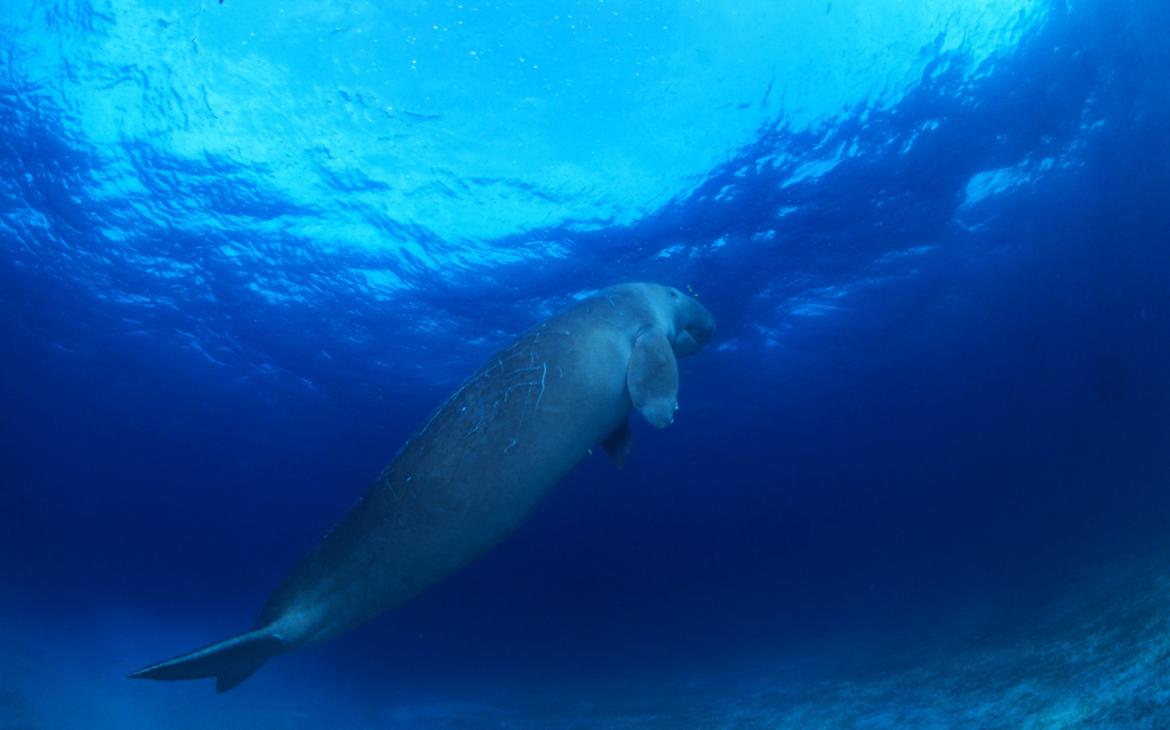 Dugong nageant dans l'océan Pacifique