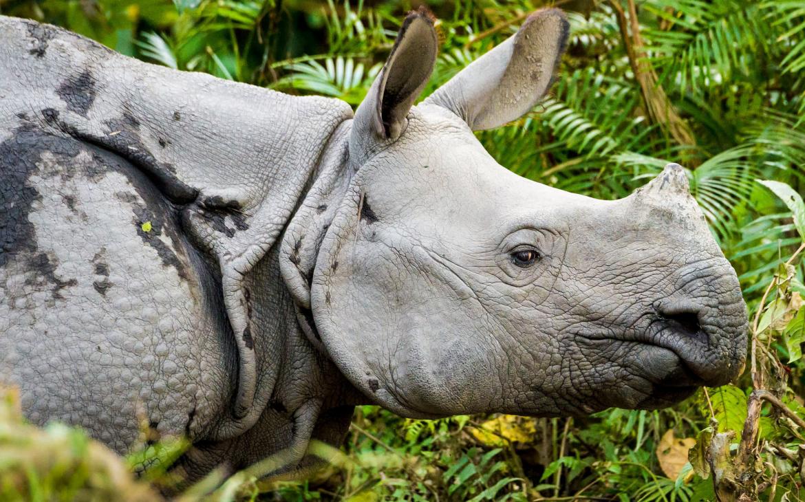 Rhinocéros unicorne dans le parc national de Kaziranga (Inde)