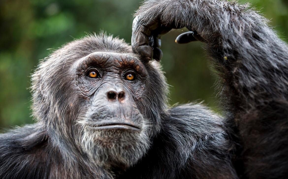 Portrait d'une chimpanzé dans la réserve de chimpanzés de l'île de Ngamba (Ouganda)