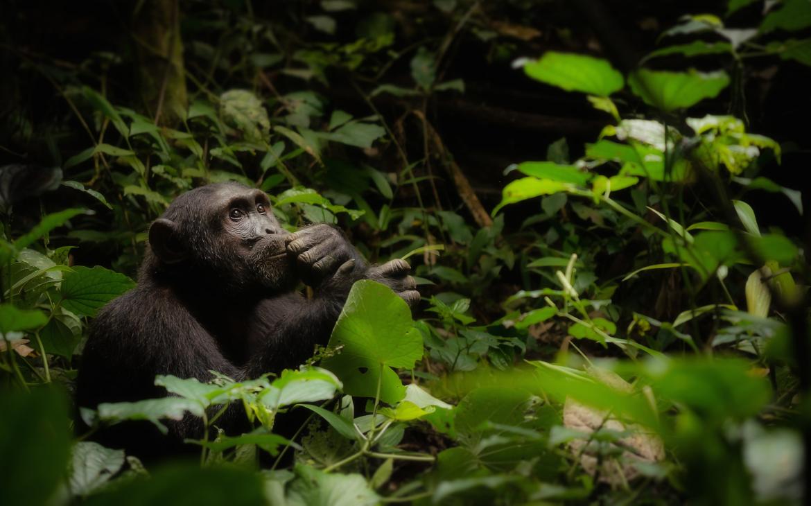 Chimpanzé dans le parc national de Kibale (Ouganda)