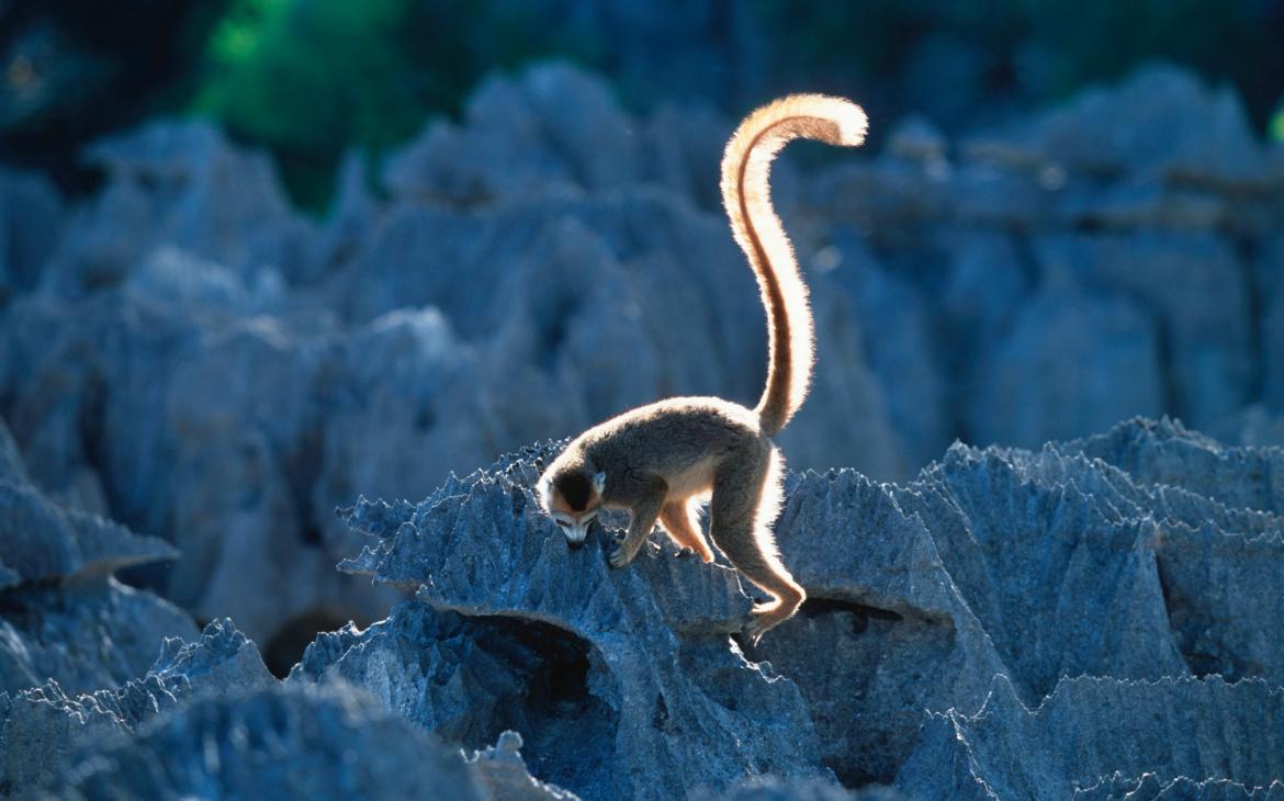 Lémur couronné (Eulemur coronatus), parc national Tsingy de Bemaraha (Madagascar)