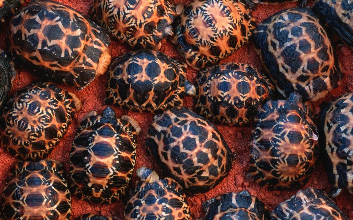 Tortues étoilées de Madagascar (Astrochelys radiata)