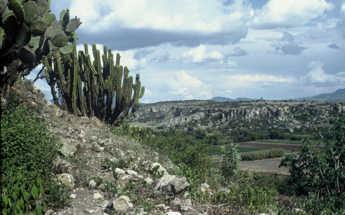 Cactus dans l'État d'Oaxaca (Mexique)
