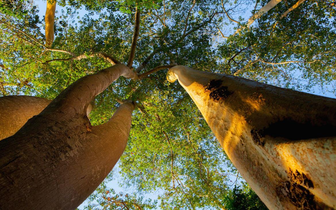 Arbres de la Réserve de gibier de Selous (Tanzanie)