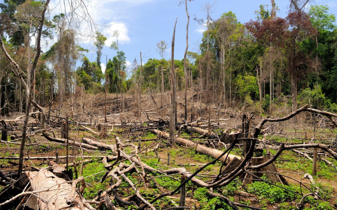 Forêt détruite dans la province de Riau, Sumatra (Indonésie)
