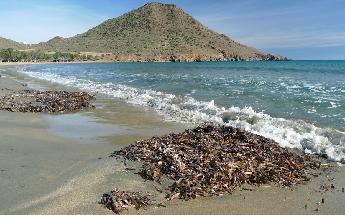 Tas de posidonie échoué sur une plage en Espagne
