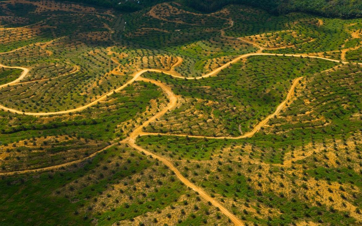 Vue aérienne d'une forêt détruite à cause de l'exploitation d'huile de palme, Bornéo (Malaisie)