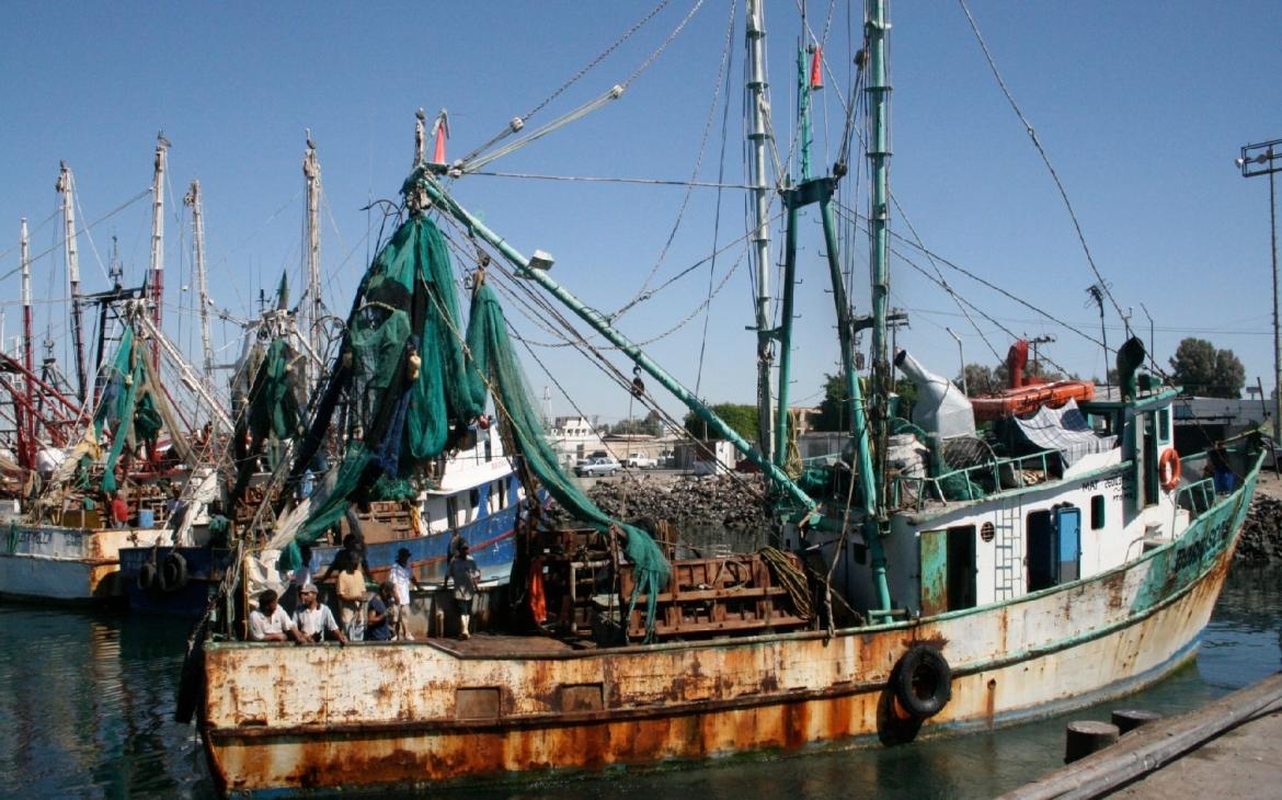 Le dispositif Turtle Excluder Device (TED) est obligatoire dans la partie supérieure des filets de pêche des bateaux de pêche à la crevette