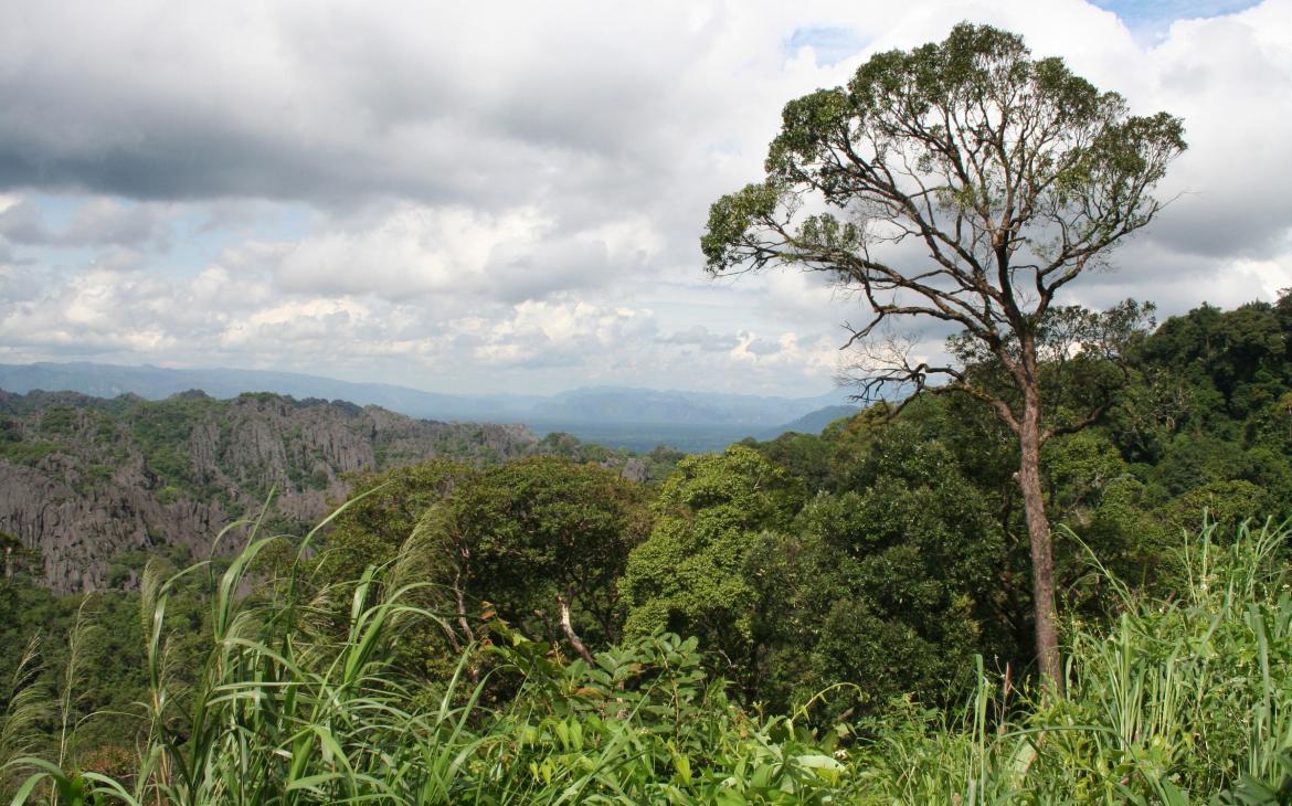 Paysage forestier (Laos)