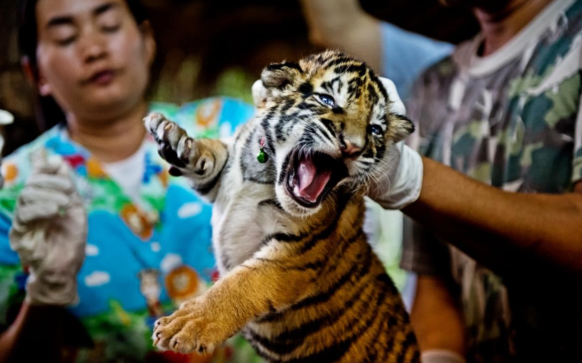 Jeune tigre sauvé de trafiquants et examiné par des vétérinaires, Chaiyaphum (Thaïlande)