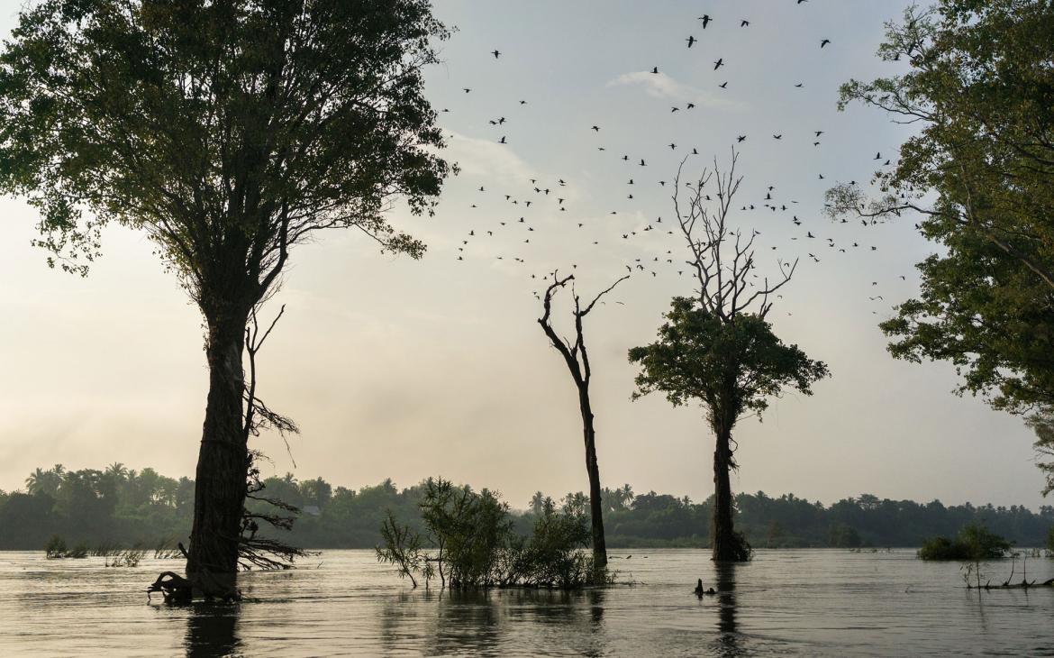 Vue d'une forêt innondée par le Mekong dans la zone protégée de Ramsar, Cambodge