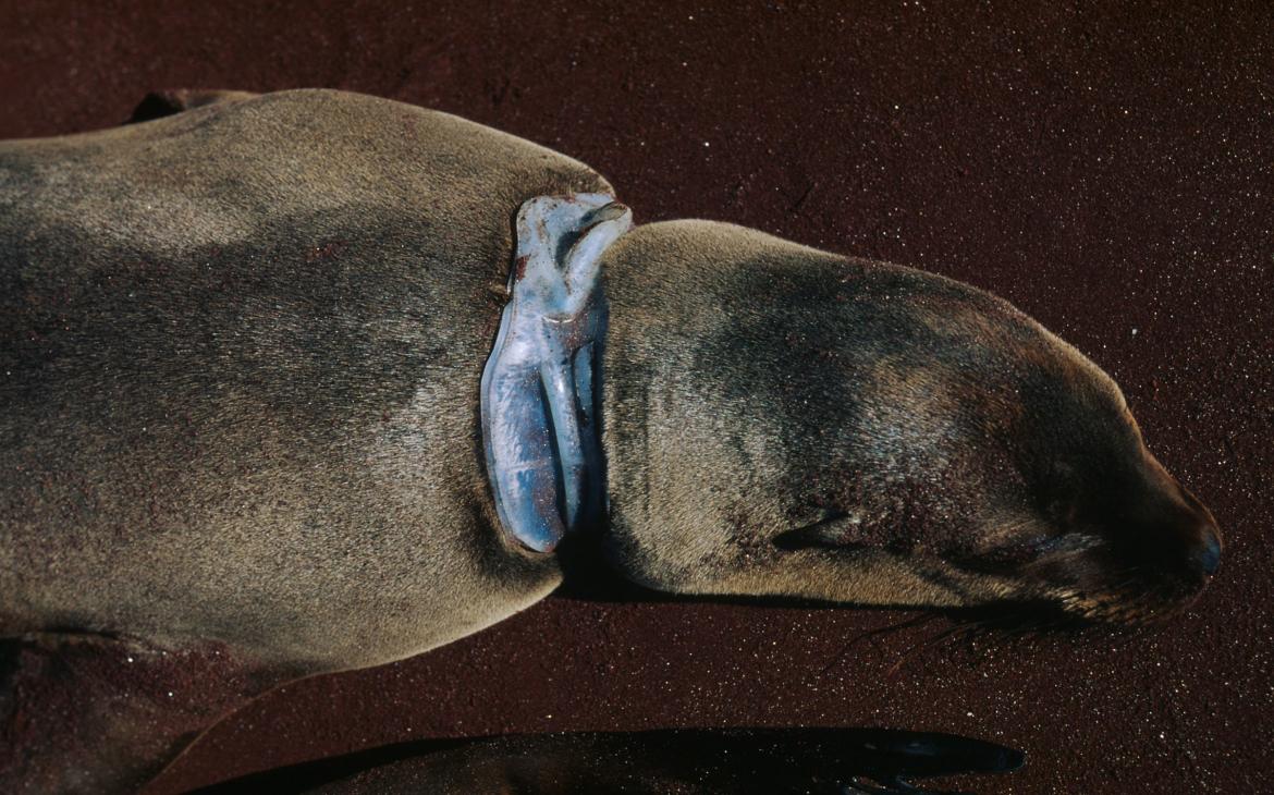 Otarie des Galápagos (Zalophus californianus wollebaeki), Îles Galápagos (Equateur)