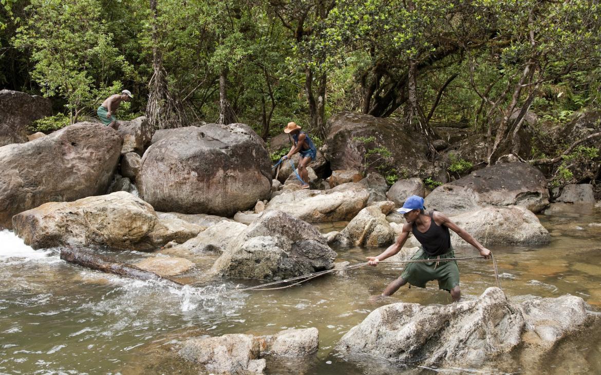 Coupeurs de bois de rose illégaux, parc national de Masoala (Madagascar)