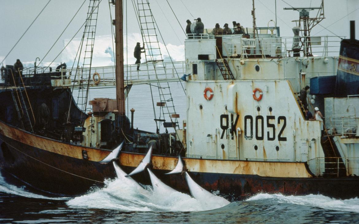 Rorquals pêchés par un navire russe (Antarctique)