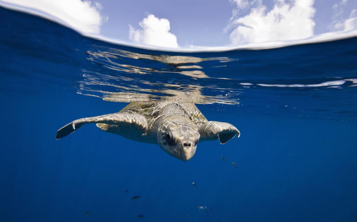 Tortue olivâtre (lepidochelys olivacea)  dans les eaux du pacifique est