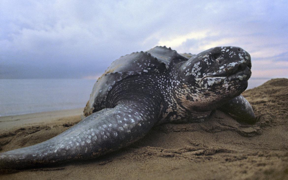 Tortue luth (Dermochelys coriacea), Reserve nationale de Galib, Surinam