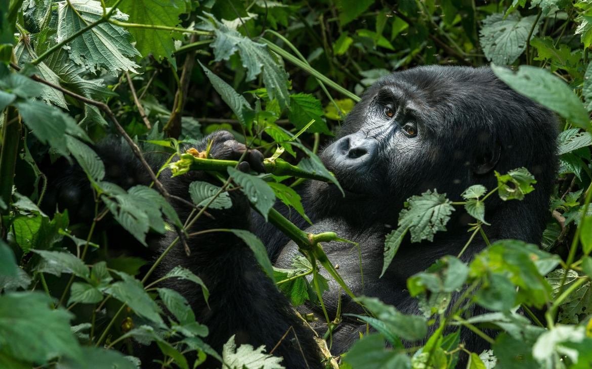 Gorille de montagne en train de manger dans la forêt (Gorilla beringei beringei), Ouganda