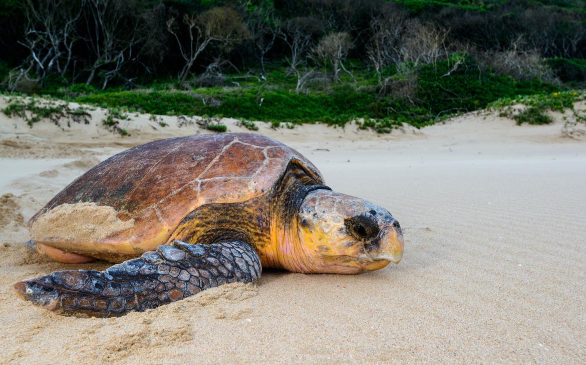 Tortue caouanne (Caretta caretta) retourne à la mer après avoir pondu, Parc de la zone humide d'iSimangaliso, Afrique du Sud