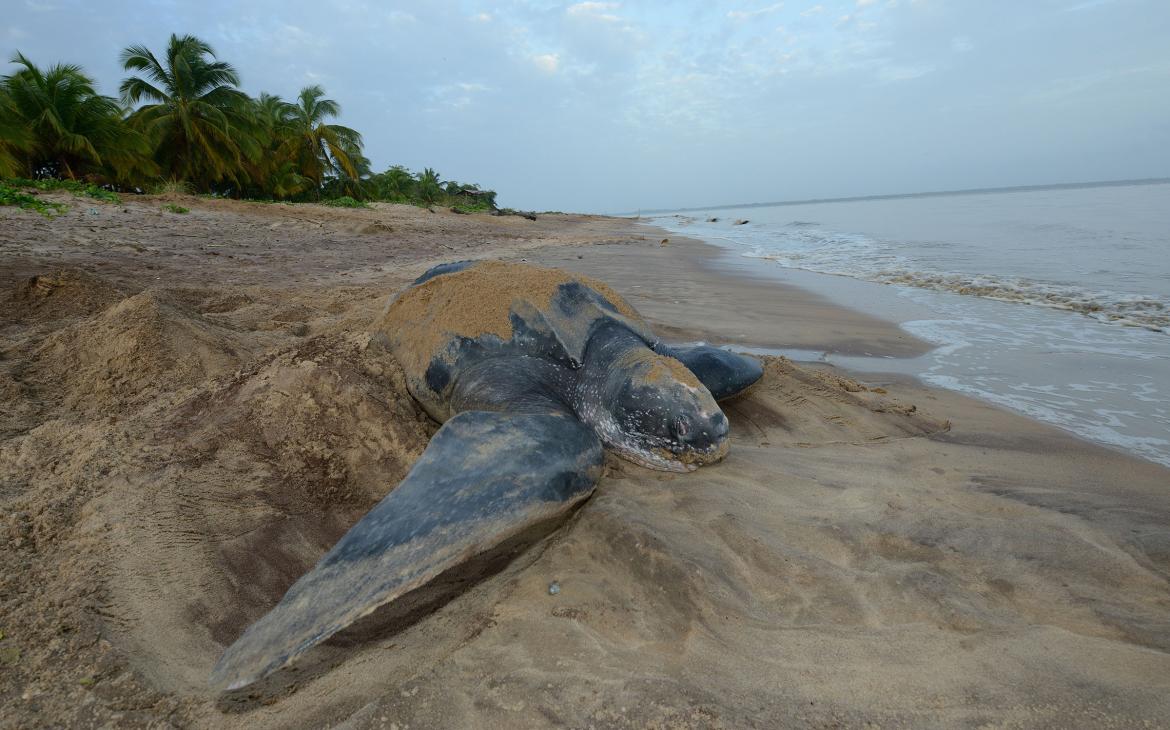 Tortue luth (Dermochelys coriacea) pondant sur une plage, Guyane française