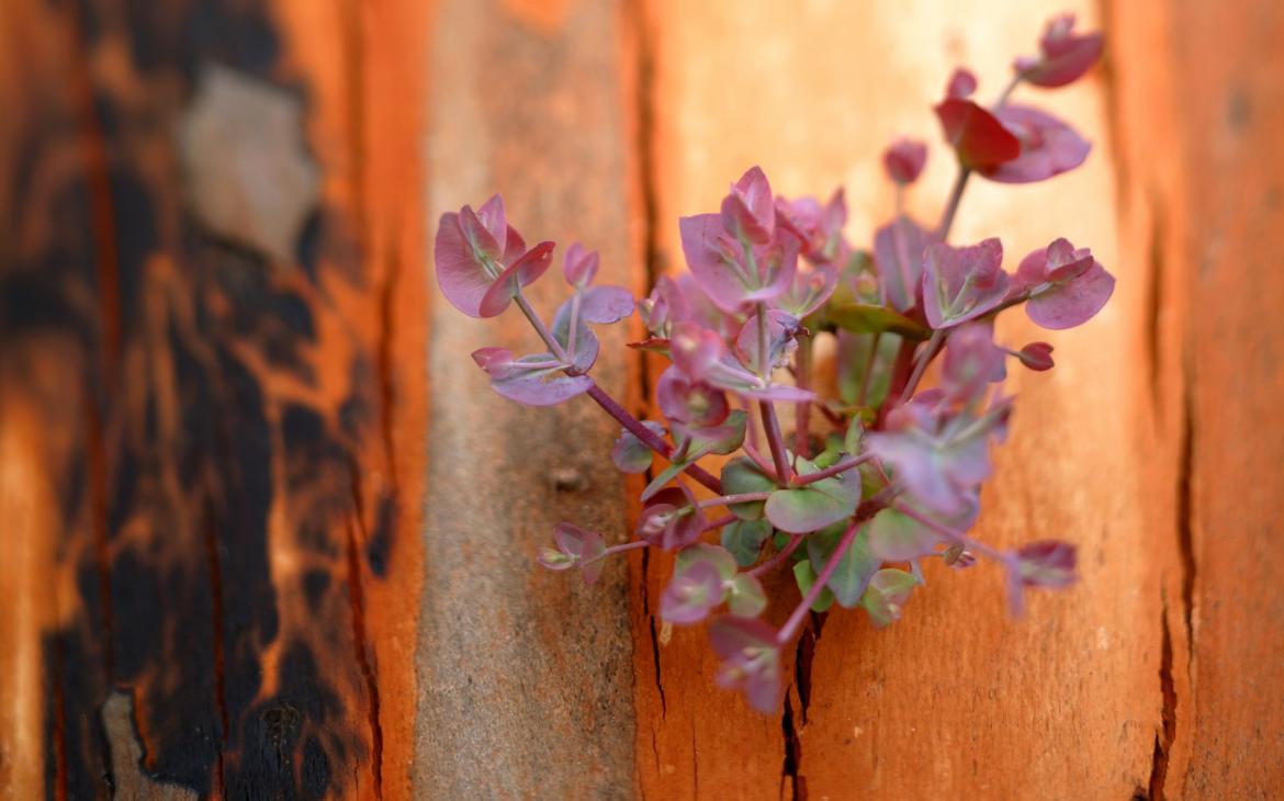 Fleurs d'Eucalyptus sur un tronc brûlé après un incendie, Australie