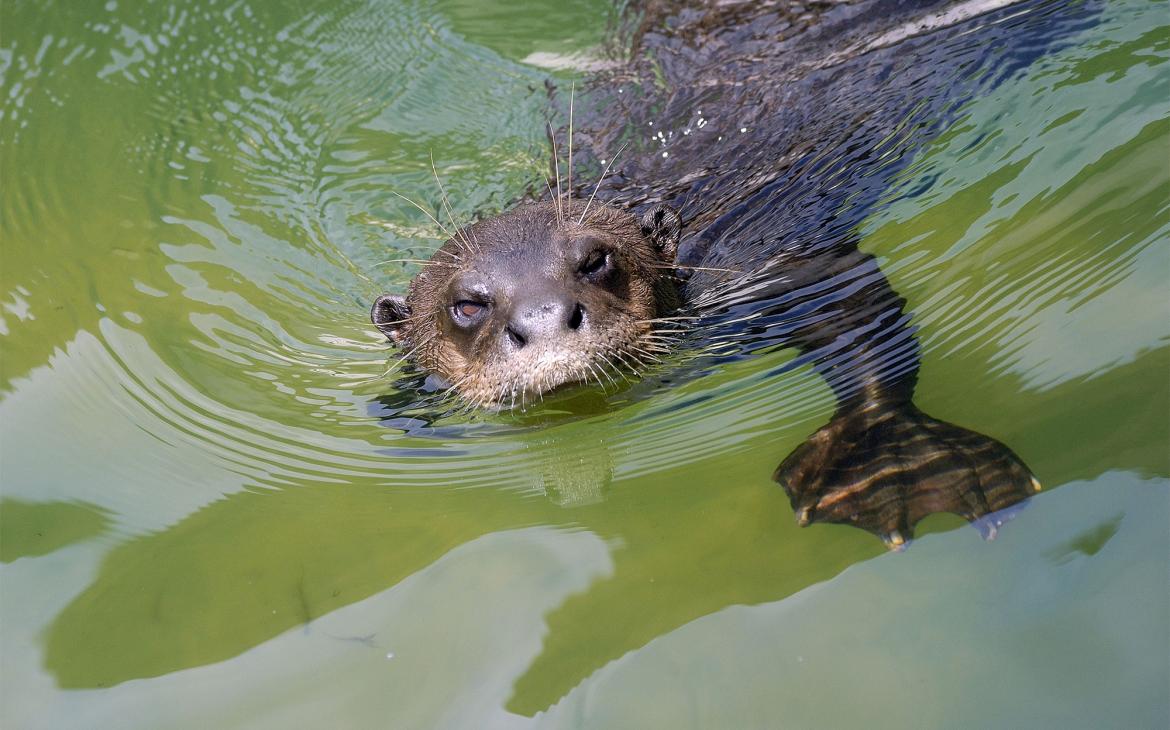 Loutre géante, rio negro (Brésil)