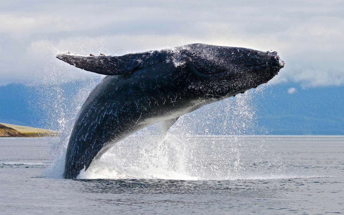 Baleine à bosse (Megaptera novaeangliae)