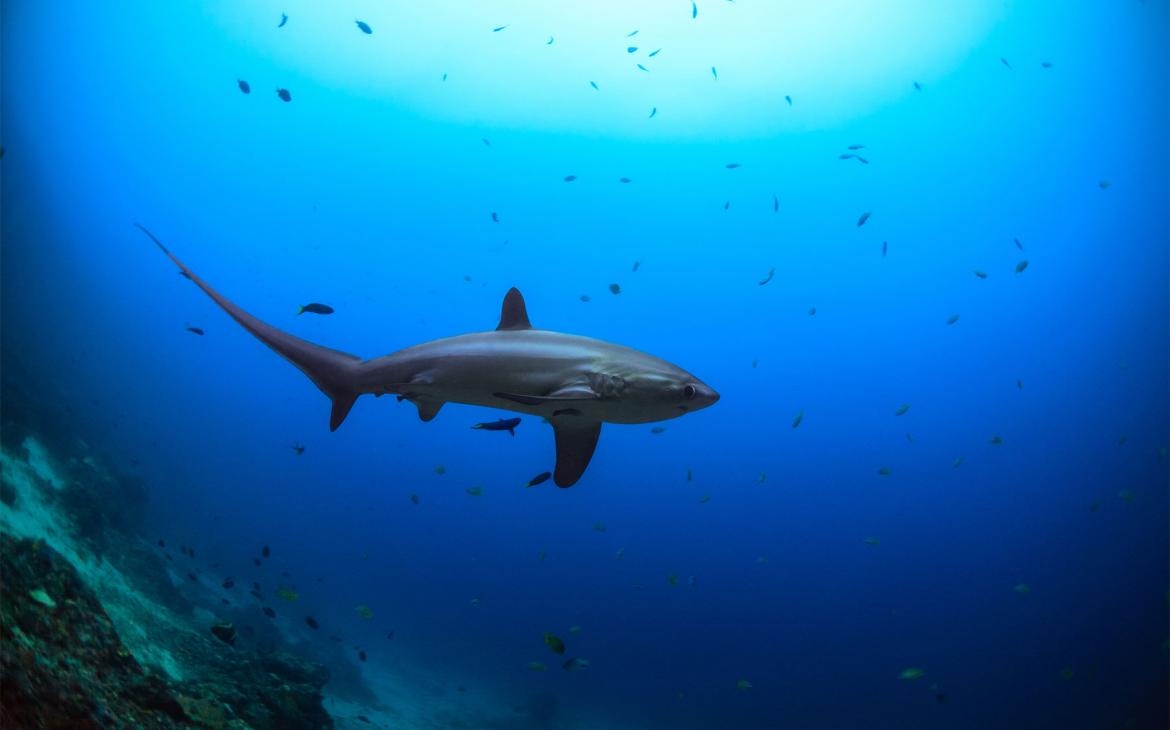 Requin-renard pélagique (Alopias pelagicus) aperçu aux Philippines