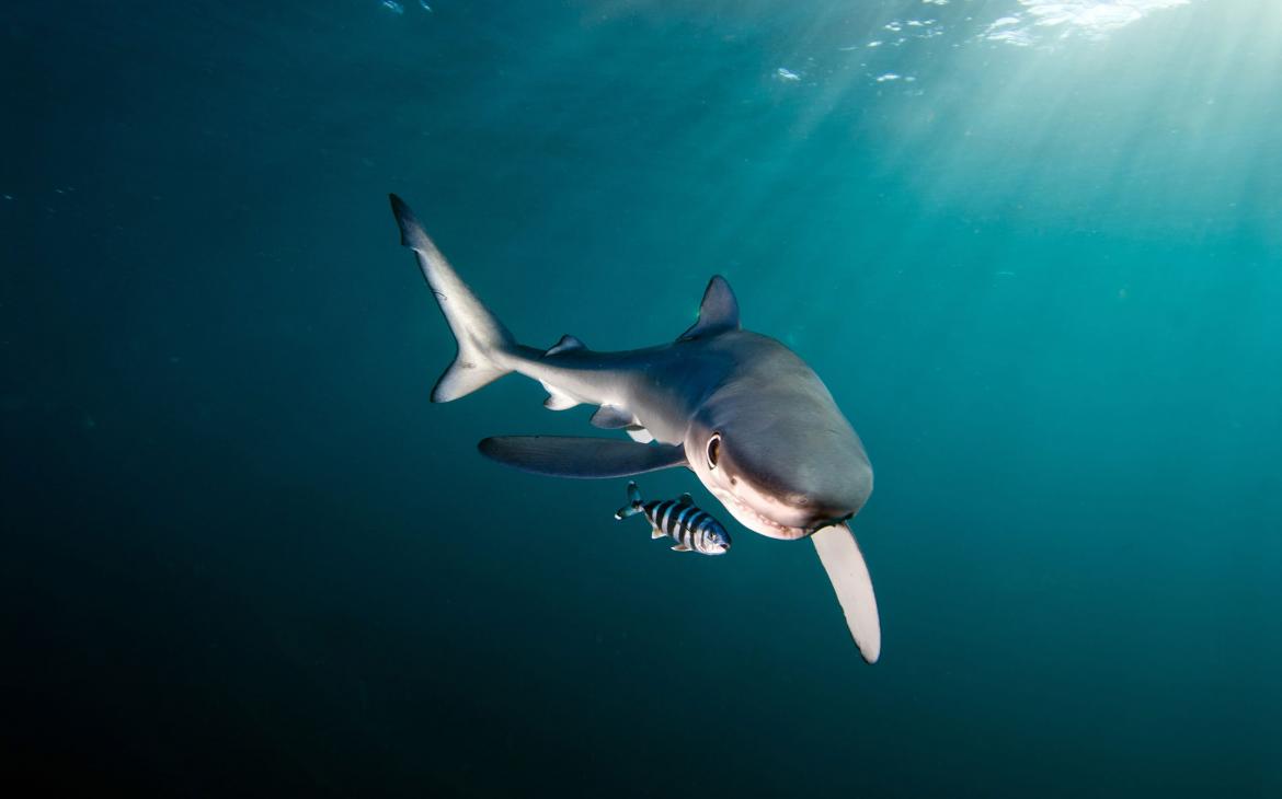 Requin bleu (Prionace glauca), Gansbaïa dans les eaux d'Afrique du Sud