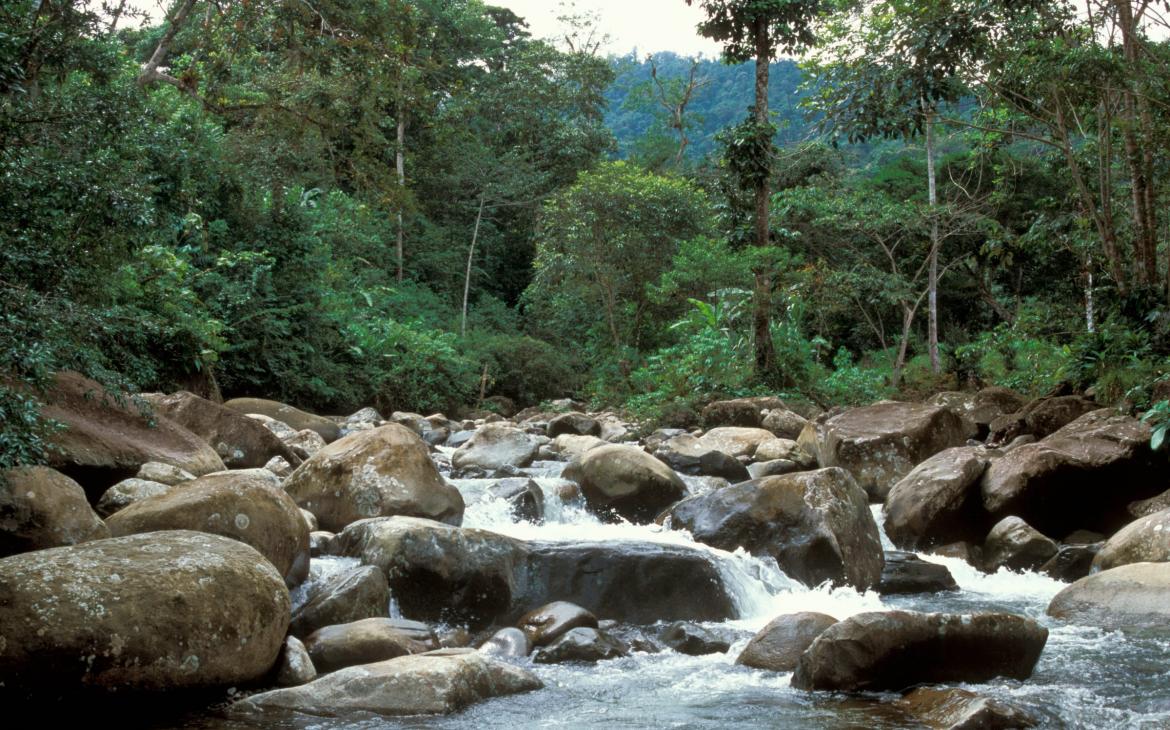 Forêt tropicale Equateurienne