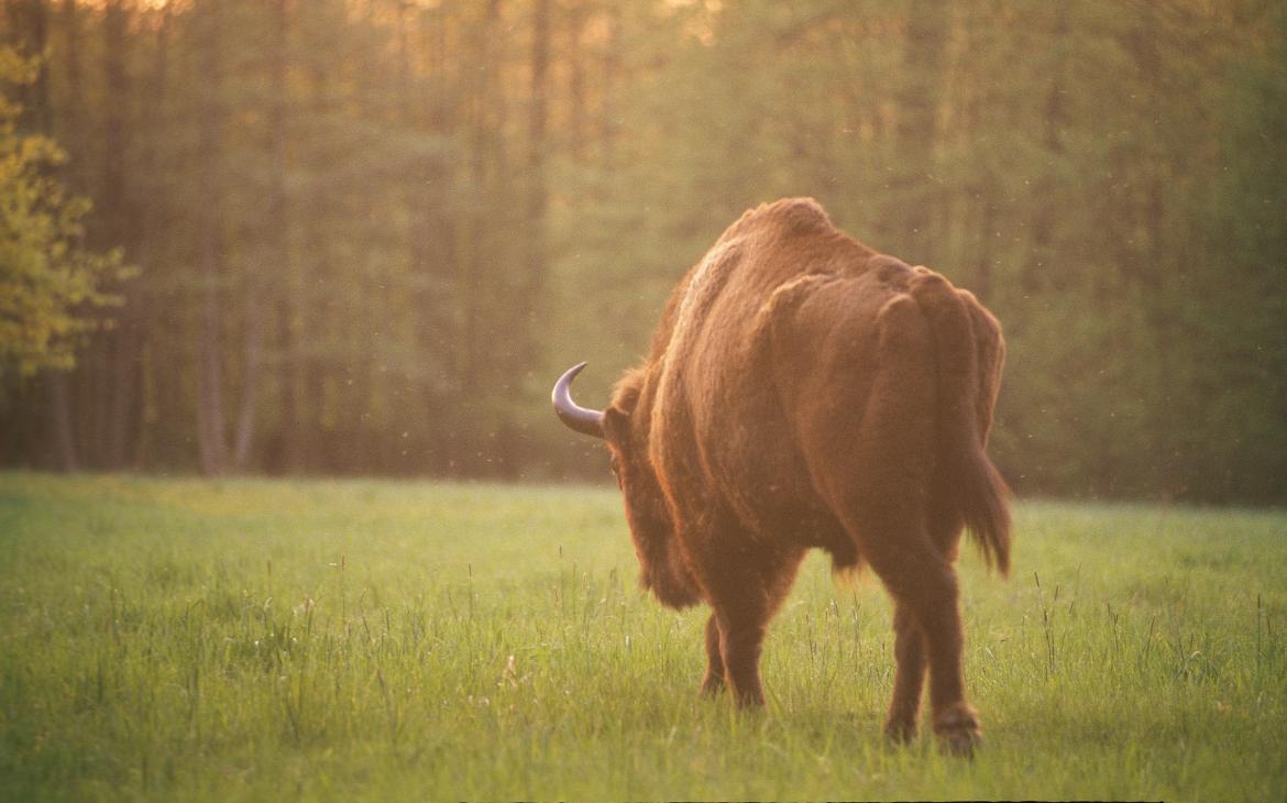 Bison d'Europe (Bison bonasus) dans une clairière, Parc national de Bialowieza (Pologne)