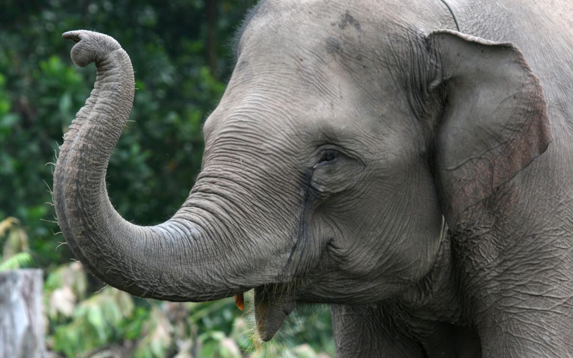 Éléphant de Sumatra (Elephas maximus sumatrensis) membre des patrouilles de surveullance