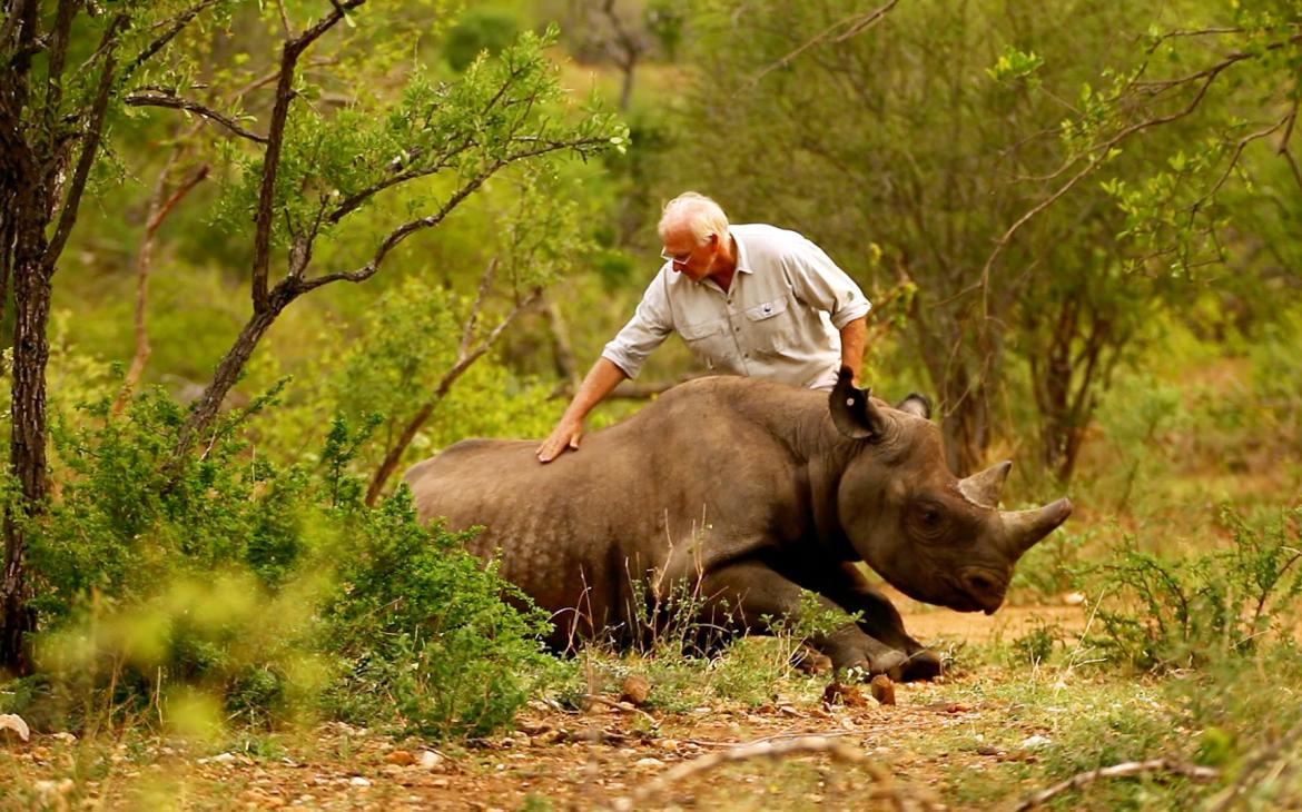 Réveil d'un rhinocéros noir dans son nouvel habitat auprès du Dr Flamand, directeur du projet