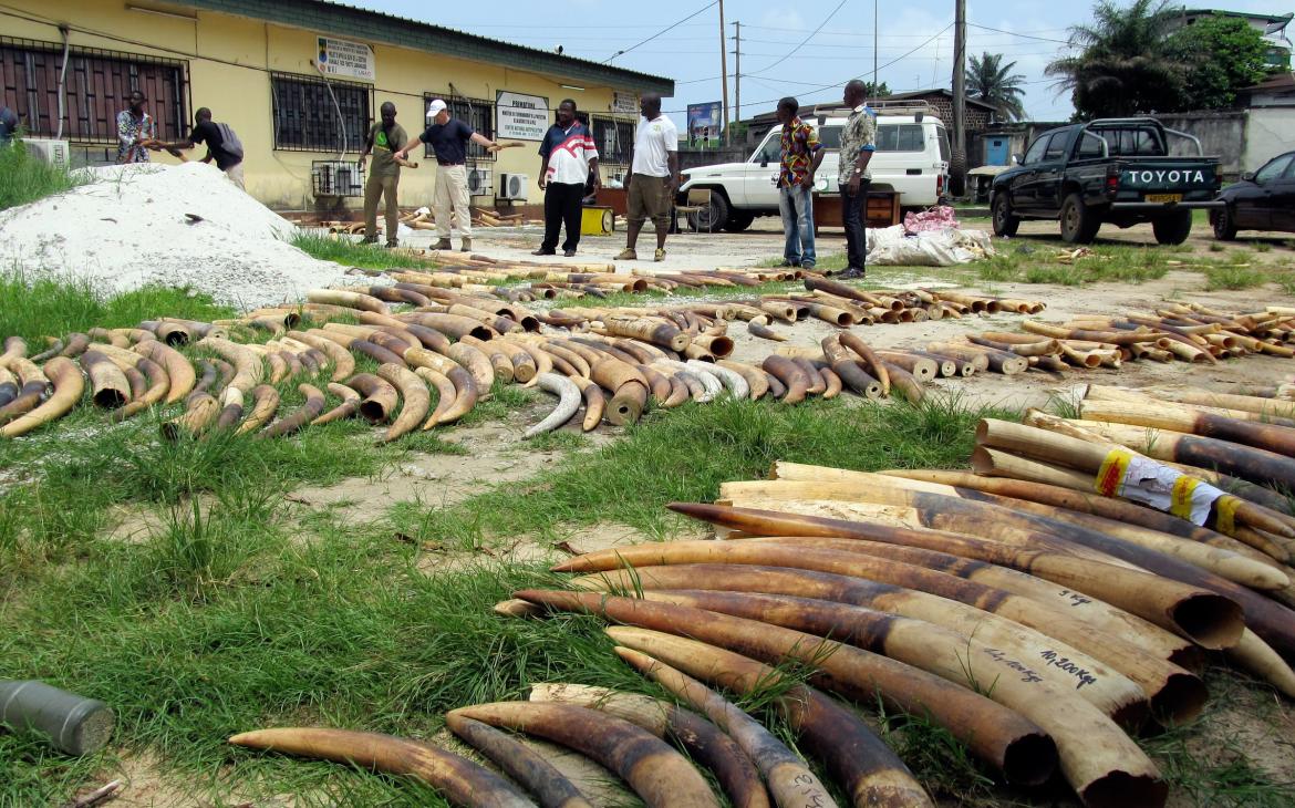 Défense d’éléphants braconnés interceptées par les patrouilleurs anti-braconnage au Gabon