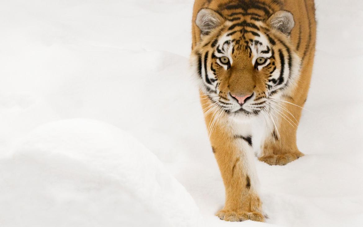 Portrait d'un tigre de Sibérie (Panthera tigris altaica)